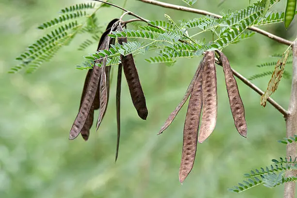 How Acacia Fiber Can Support Your Weight Loss Journey