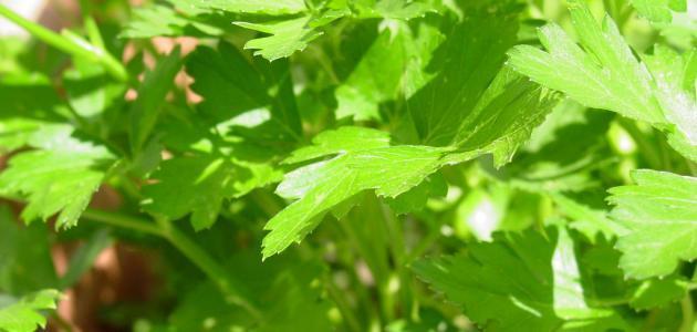 The Benefits of Parsley