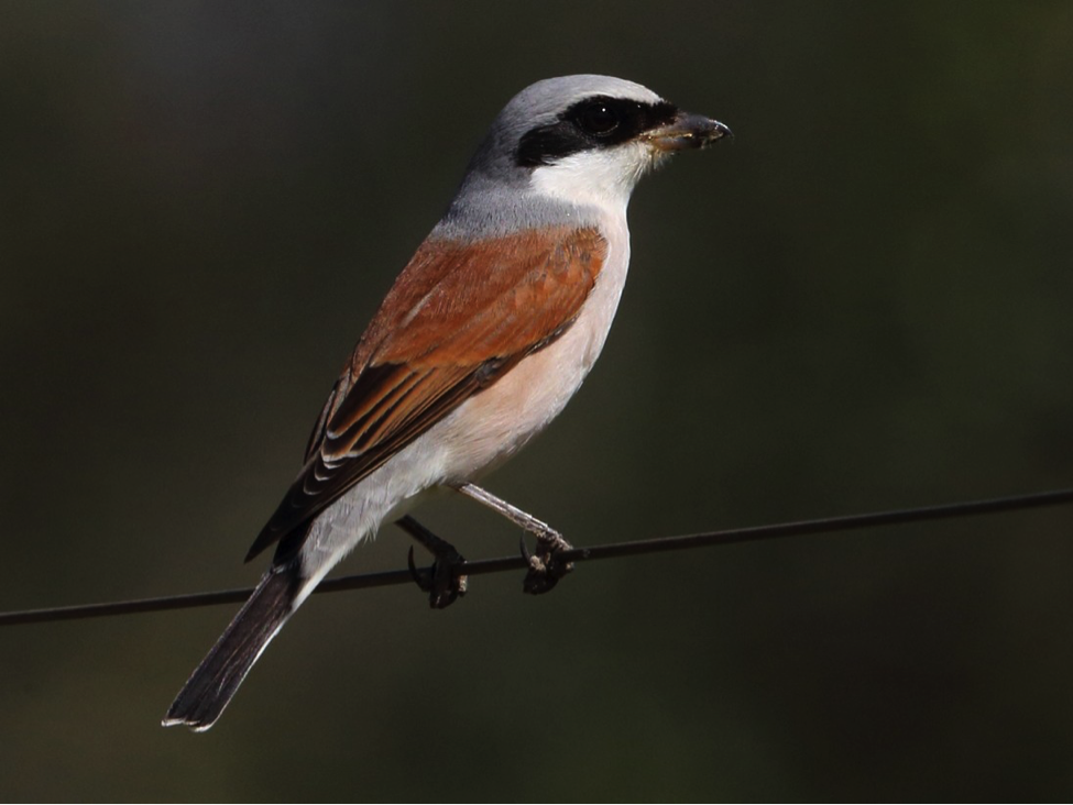 The Shrike: the "Butcher Bird"